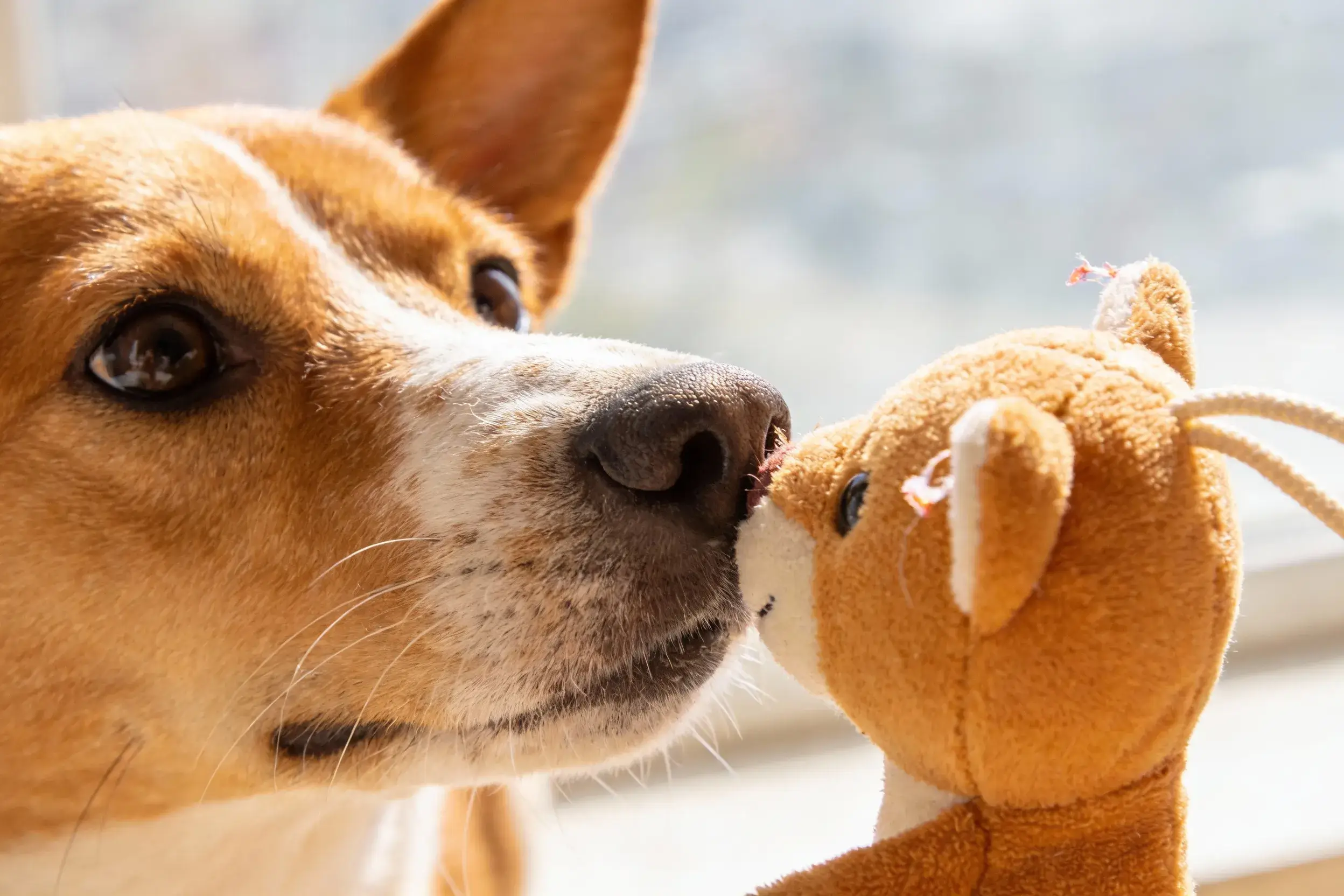 Dog sniffing a catnip toy curiously
