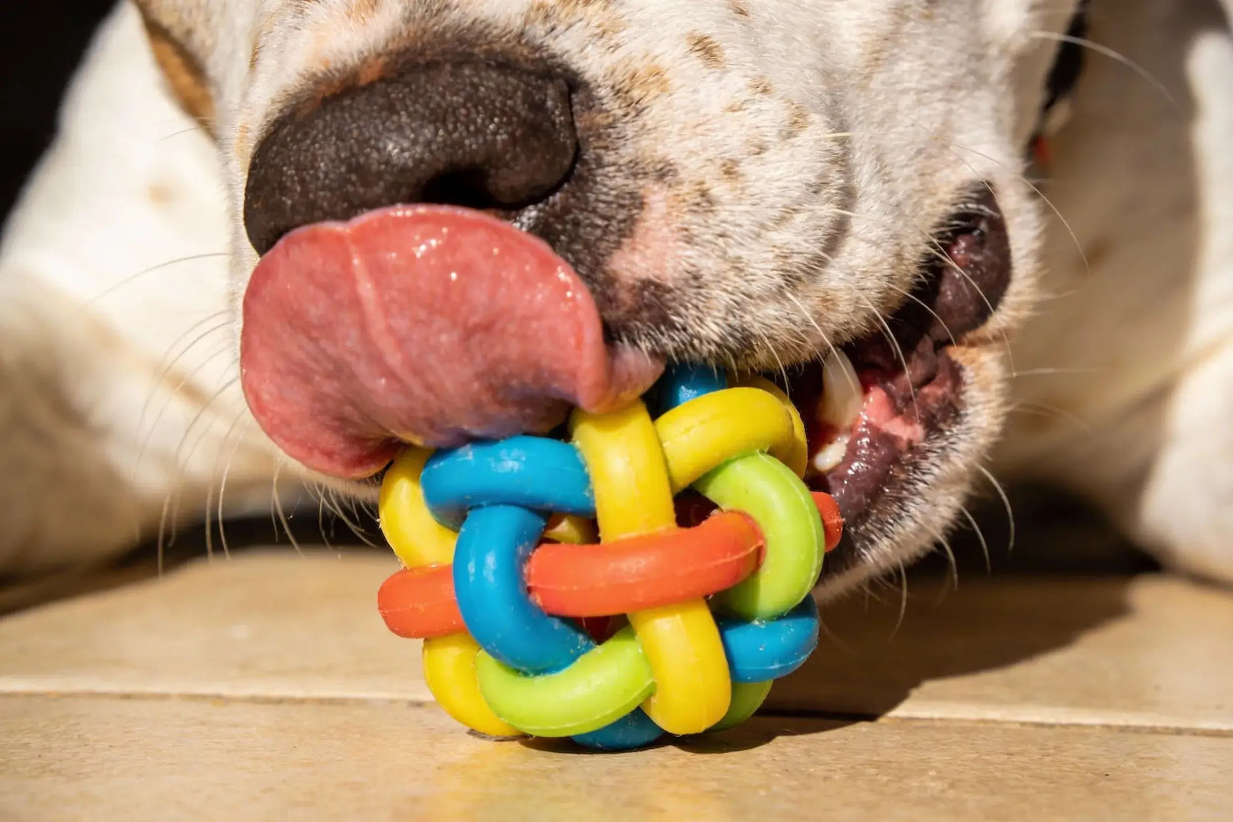 Dog with giant lips chew toy