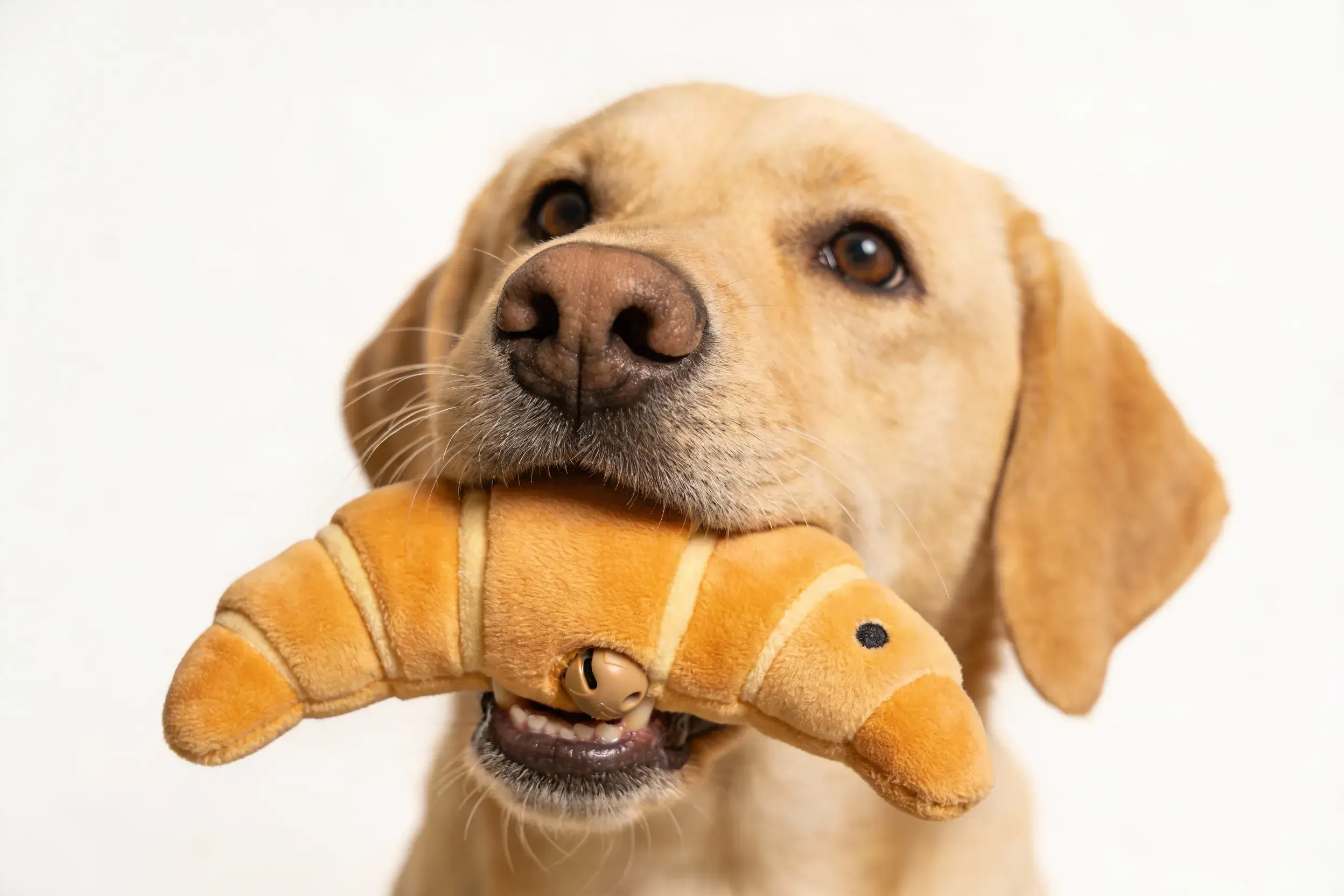 Dog with squeaky croissant toy
