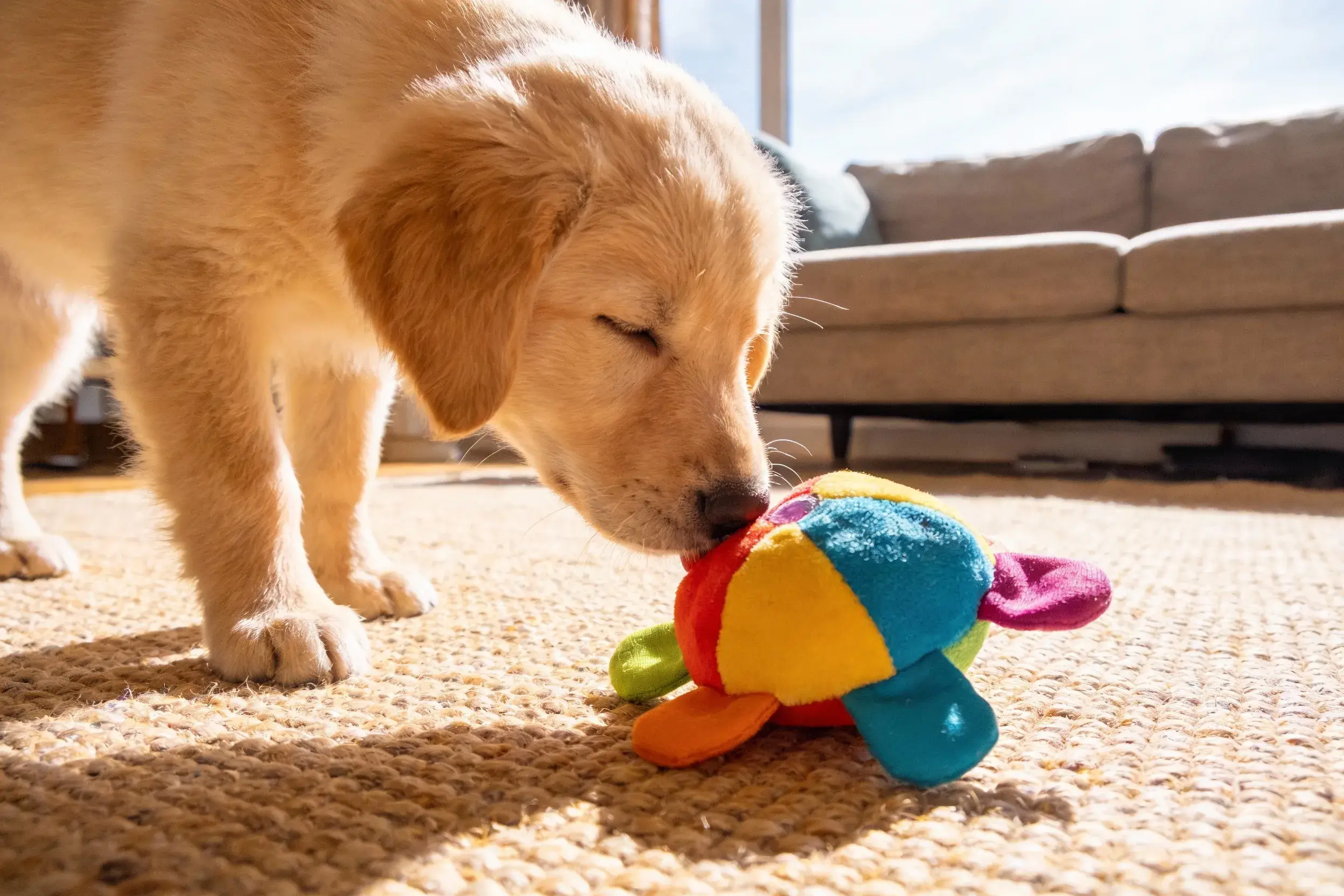 Blind dog sniffing a scented toy on a living room rug